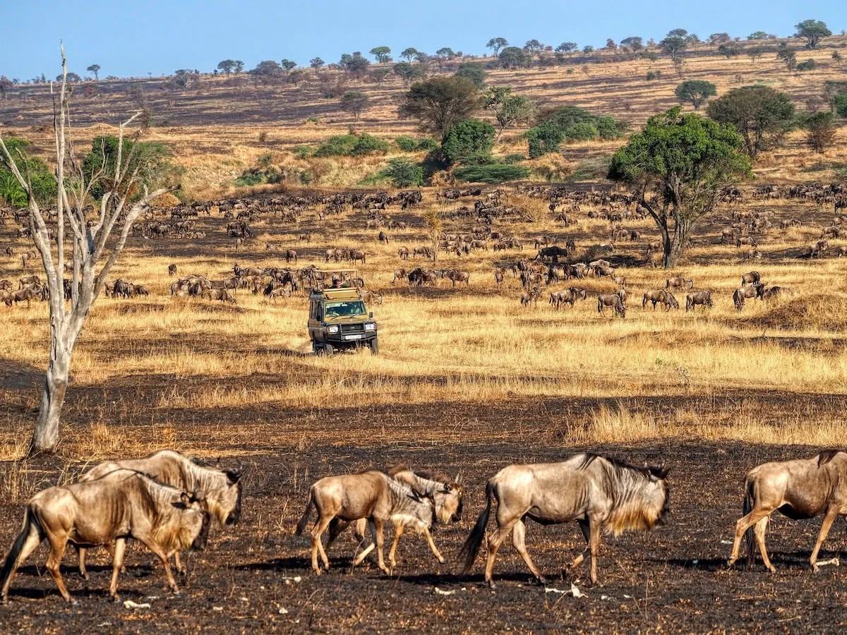 Wildebeest on the migration route